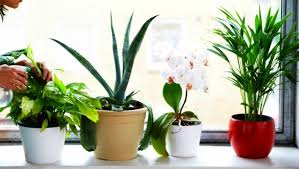 Floral craft ideas for spring. The 6 Best Houseplants For Clean Air Indoors Countryside