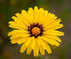 Scorzonera Hispanic Black Salsify Intensely Chocolate Scented Flowers Grown Since Ancient Times This Tough Reliable Root Ve Scent Garden Plants Perennials