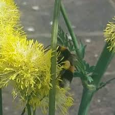 Maybe you would like to learn more about one of these? Thalictrum Flavum Subsp Glaucum Syn Thalictrum Flavum Glauca Thalictrum Speciosissimum Yellow Meadow Rue Uploaded By Philly