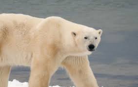 Needless to say i am significantly over the 20%. How Much Does A Polar Bear Weigh Remindermedia