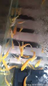 Posts that ask for input on how to deal with someone's bad care are allowed. Fish Lovers Posts Facebook