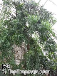 Image result for Adenocarpus mannii