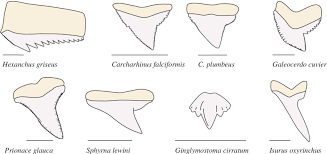 ✓ free for commercial use ✓ high quality images. Morphological Diversity In Shark Teeth Shark Teeth Exhibit A High Download Scientific Diagram