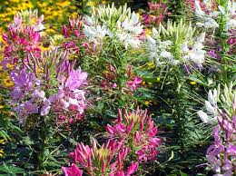 Maybe you would like to learn more about one of these? Cleome Kattesnor