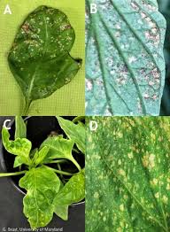 Image result for thrips damage on cucumber