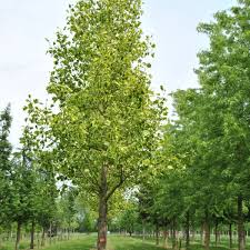 Image result for Vepris drummondii