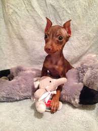 Pin On Miniature Pinscher