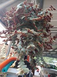 Image result for Cyanotis caespitosa