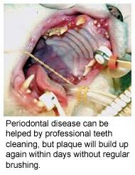 Periodontal (gum) disease in cats is a serious condition. Bad Breath Sign Of Illness Cornell University College Of Veterinary Medicine