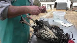 Thinking about raising backyard chickens for eggs? Backyard Chicken Processing Hand Plucking Made Easy Youtube