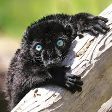 These 28 Cool Looking Animals Have Won The Genetic Lottery Blue Eyed Animals Animals Animal Planet