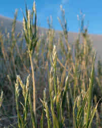 Image result for Alectra dunensis