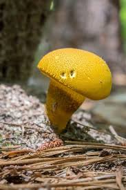 retiboletus ornatipes note the reticulate stem microcosmic observations com imagens cogumelos fungos pinterest