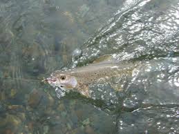We did not find results for: Ugashik Lakes Question And A Wulik River Report Alaska Outdoors Forums