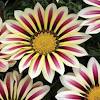 Buy gazania seeds from swallowtail garden seeds. Https Encrypted Tbn0 Gstatic Com Images Q Tbn And9gcsm Twv1wmzc8frwibdb0mjjwzjiw Ffdvpjtpp7qgnzlhigatn Usqp Cau