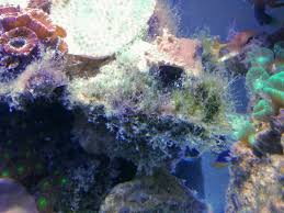 You may completely turn your fish tank lights off one day per week. Byropsis Or Green Hair Algae Reef2reef Saltwater And Reef Aquarium Forum