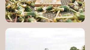 Die Stadtgartner Wunscherfuller Echte Pusteblume Im Glas 100 Wunsche Zum Hoffen Und Traumen Blumen Pusteblume Geschenke