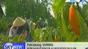 Fotogrāfijas sekolah alam palembang, palembanga, palembang city, dienvidsumatra, indonēzija. Profil Sekolah Alam Indonesia Bukit Siguntang Youtube Cute766