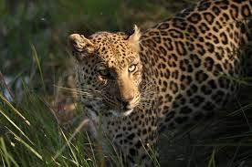 10 Products That Are Helping Endangered Animals Endangered Animals Animals Endangered