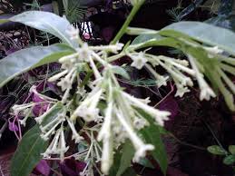 We did not find results for: Garden Care Simplified Night Blooming Jasmine Raat Ki Rani Cestrum Nocturnum Plant Care And Tips