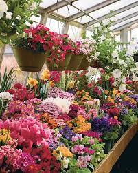 Want to keep growing flowers all year round? A Greenhouse Winter Garden Finegardening