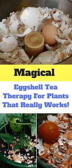 How To Use Eggshells In The Garden Urban Gardening Ideas Egg Shells In Garden Egg Shells Plants