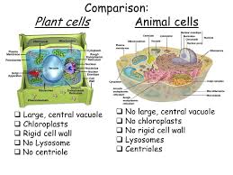 We did not find results for: Cell Types And Cell Structure Ppt Video Online Download