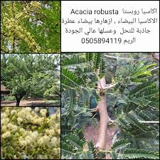 Image result for Acacia robusta