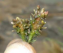 Image result for Eriosema tisserantii