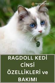 Cins Kedi Irklari