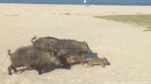 Cinghiali località foresta praia a mare. Soverato Cinghiali In Spiaggia E Nel Centro Abitato