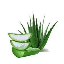 We did not find results for: Aroma Parfum Sabun Lidah Buaya Soap Fragrance Oil Aloe Vera Minyak Parfum Daun Lidah Buaya 10ml Shopee Indonesia