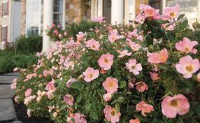 Be all ears to know what makes it different from the rest. The Family The Knock Out Family Of Roses