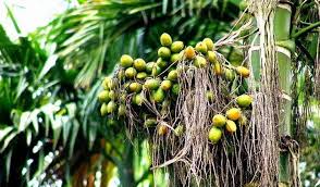 Ordering is easy and secure using paypal checkout. Shanghai Herbary Sale Organic Tree Seed Areca Palm Tree Seeds Buy Betel Leaf Raw Betel Nut Plant Tree Seeds Product On Alibaba Com