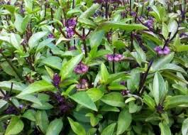 Use thai basil in recipes such as green and red curries, pho noodle dishes and summer rolls. Thai Basil In My Garden Best Thai Restaurant Thai Basil Thai Restaurant