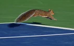 A Squirrel Runs Onto The Court At The 2012 Us Open Tournament In New York Animal Pictures Animals Squirrel