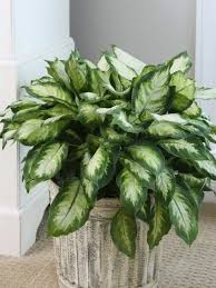 Image result for beautiful dieffenbachia