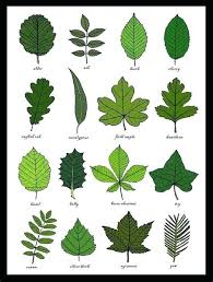Herbs Table Chart Pdf In 2019 Leaf Identification Tree