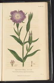 Image result for Agrostemma githago