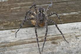 What kind of spider is in la crosse wi? Facts About Dock Spiders Cottage Tips