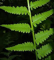 Image result for Osmunda