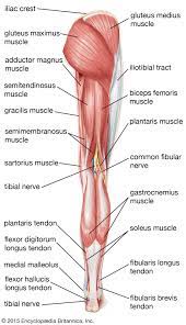 We all have the same main leg muscles: Gastrocnemius Muscle Anatomy Britannica