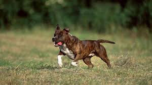 You can also upload and share your favorite pitbull hund pitbull hund wallpapers hd. Pitbull Beisst Hund Tot Und Attackiert Dessen Halterin Stern De