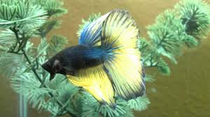 The fin coloration then progresses to a delicate clear/white coloration. Super Delta Tail Betta Youtube