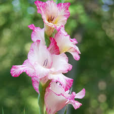 Image result for Gladiolus bellus