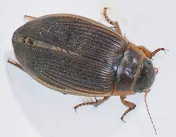 I have never seen a bug this large in ak and have been. Hard Shell Bug 2 Inches Long Dytiscus Bugguide Net