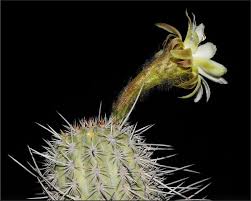Some produce fragrant white flowers that only bloom for one night. The Cacti Of Franz Meyen From His Around The World Voyage 1830 1832