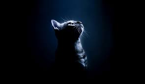 The great collection of warriors cats wallpapers for desktop, laptop and mobiles. 70 Warrior Cats Wallpaper Desktop On Wallpapersafari