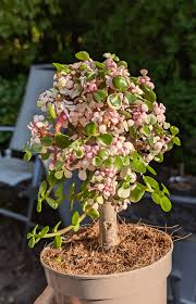 Image result for Portulacaria