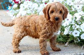 We esteem some time finally delivery your puppies via the satisfactory pet migration services and that we shipping 1 after pup. Maxi Cockapoo Puppies For Sale Off 71 Www Usushimd Com